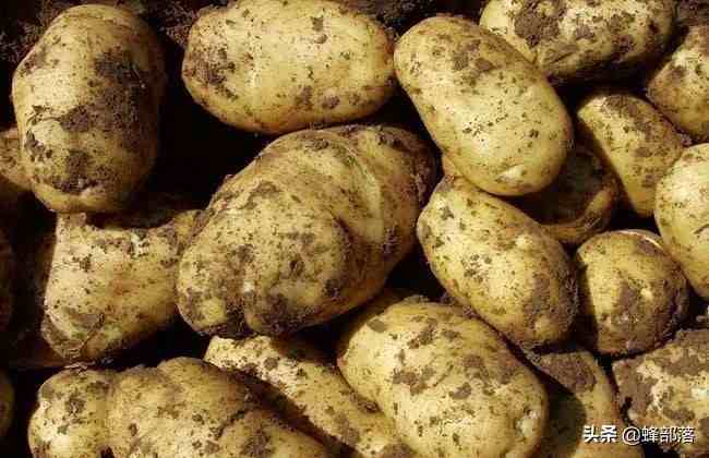 土豆亩产多少斤(土豆如何种植方法如下)