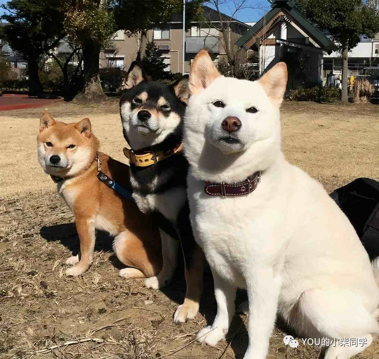 黑柴犬多少钱一只不纯的柴犬图片