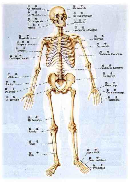 人体有多少骨头(人体206块骨头的高清分布图)