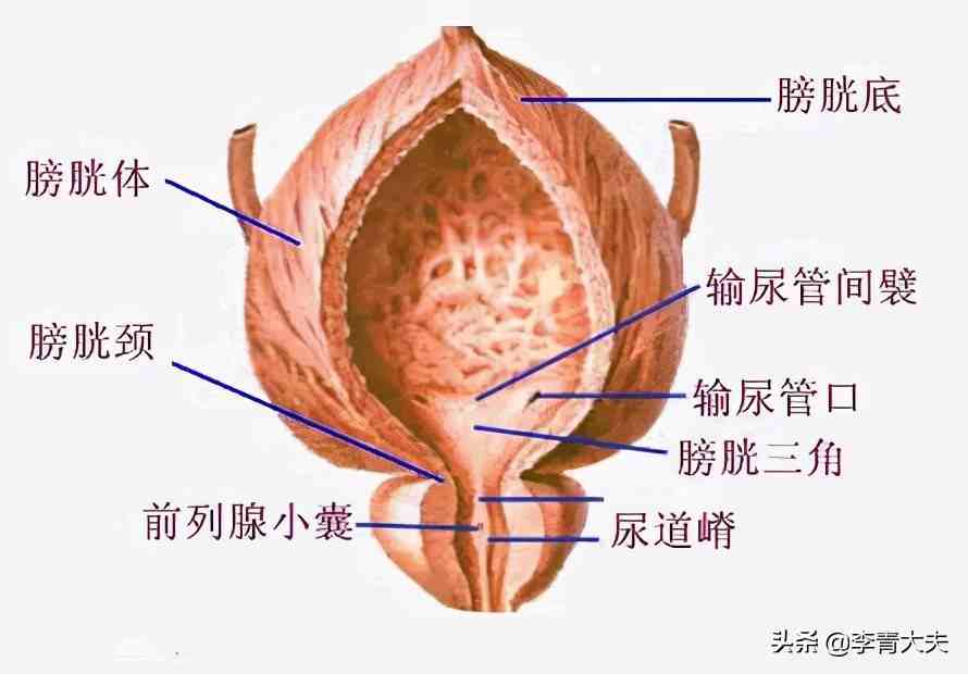 膀胱前后壁具体位置图片