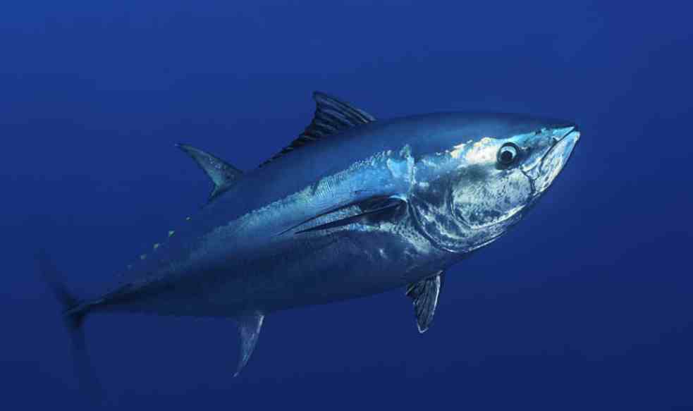 蓝鳍金枪鱼照片图片