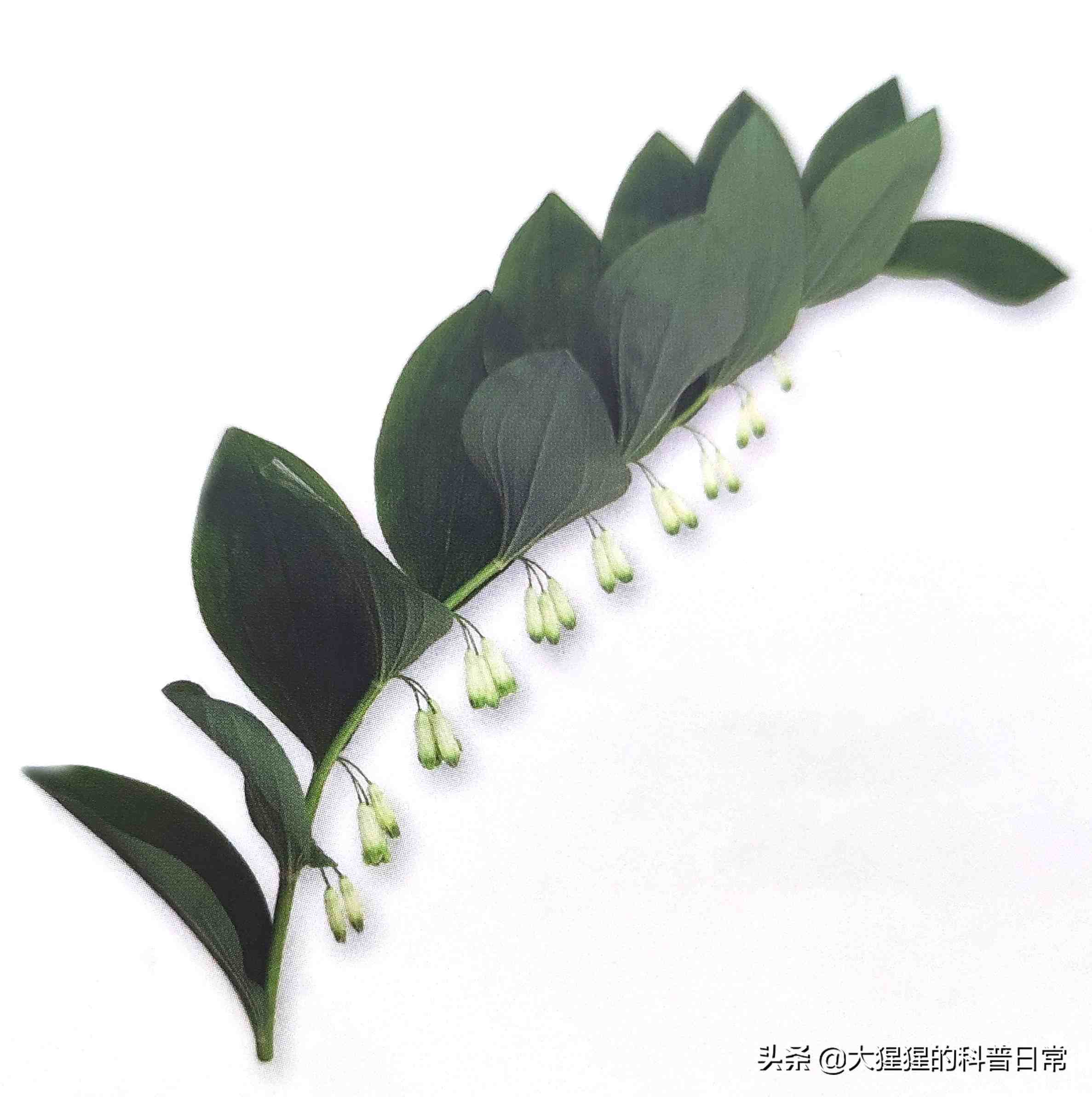 有花植物——单子叶植物(三)