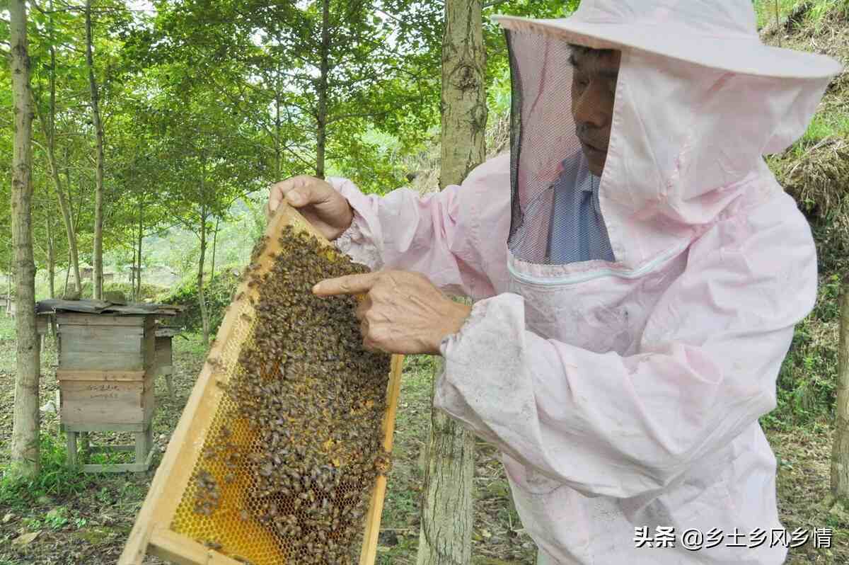 蜜蜂养殖补助怎么申请 农村养殖蜜蜂国家有补助吗