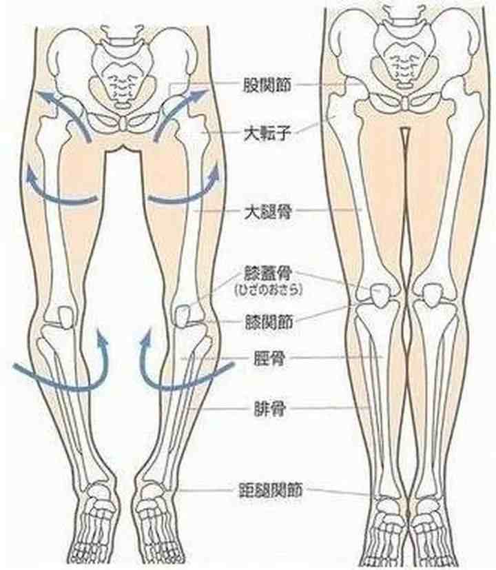 腿型图图解图片