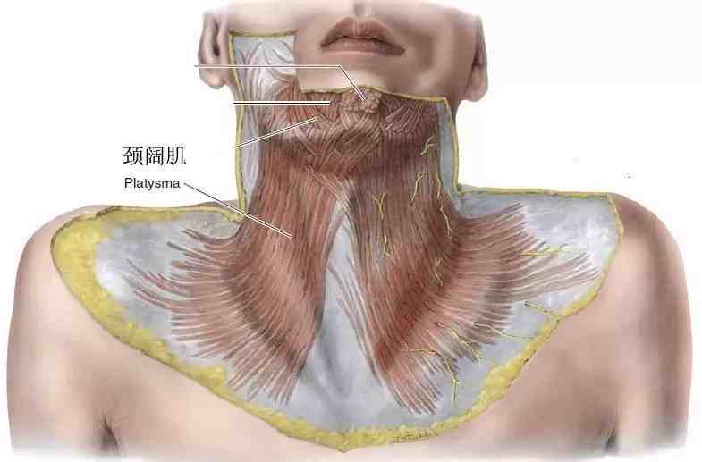 雙下巴的出現,實際是源於頸闊肌萎縮無力.