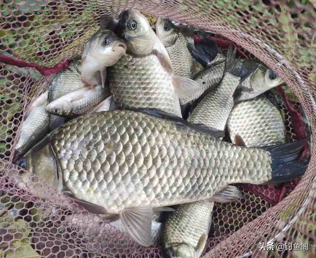 如何釣鯽魚野釣鯽魚最佳配方