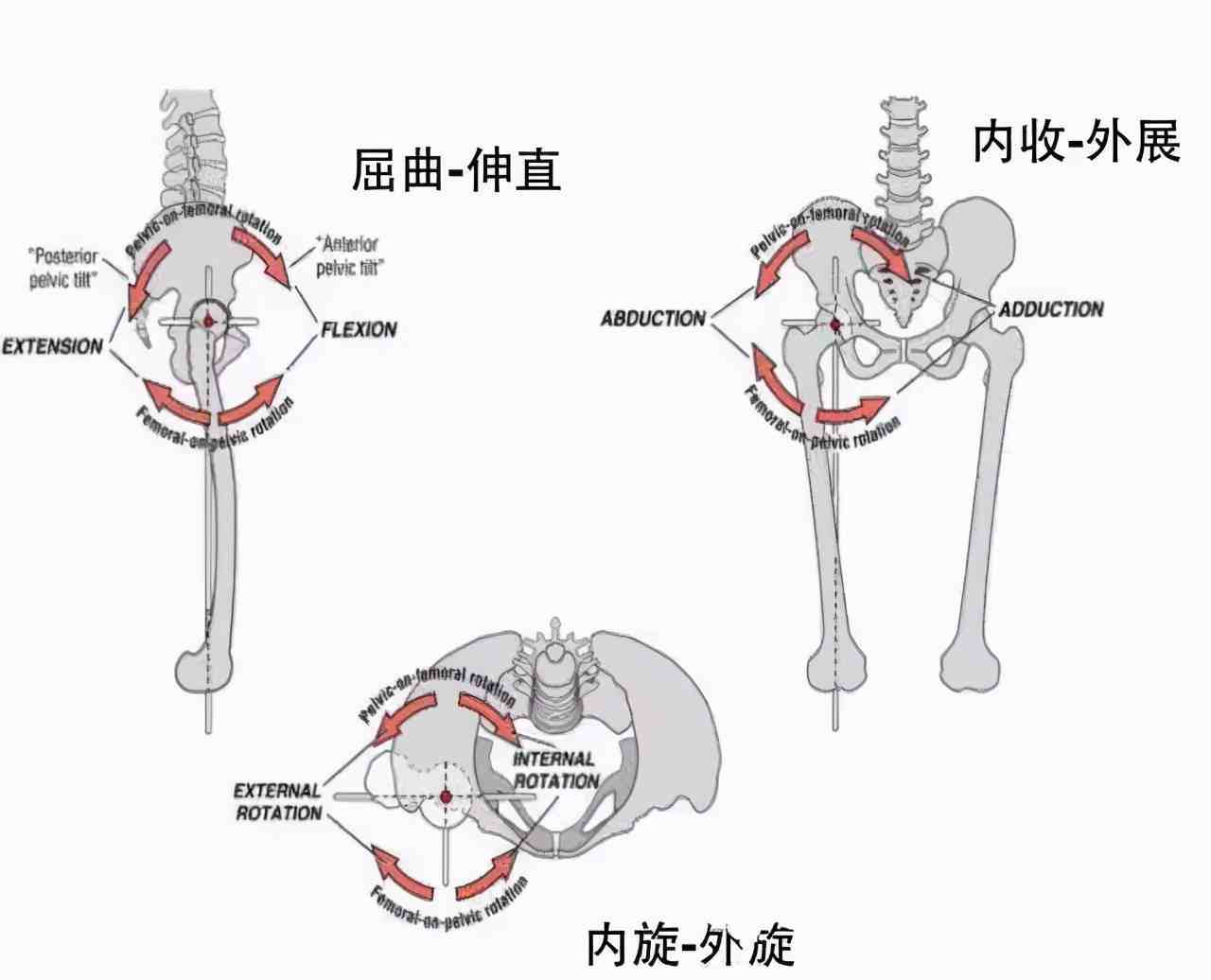 髋关节内收动作示意图图片