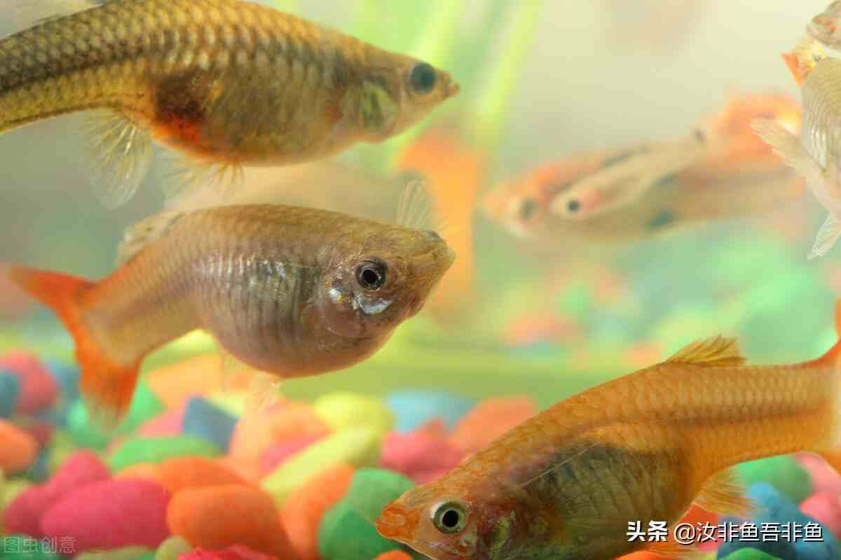 孔雀魚怎麼分公母孔雀魚肛門黑了