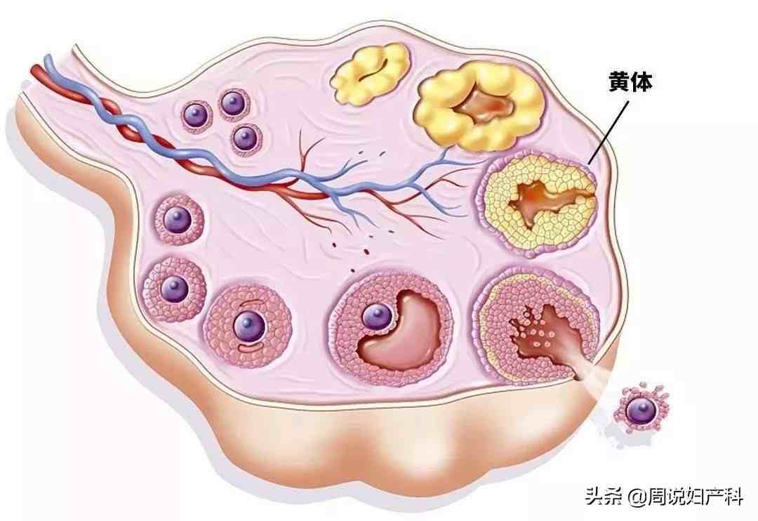 小肚子疼是怎麼回事還沒來姨媽但是小腹疼