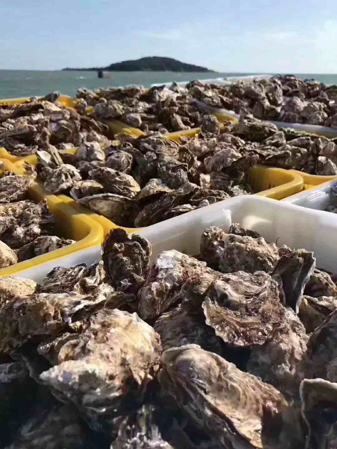 吃货必吃，极品食材之乳山牡蛎