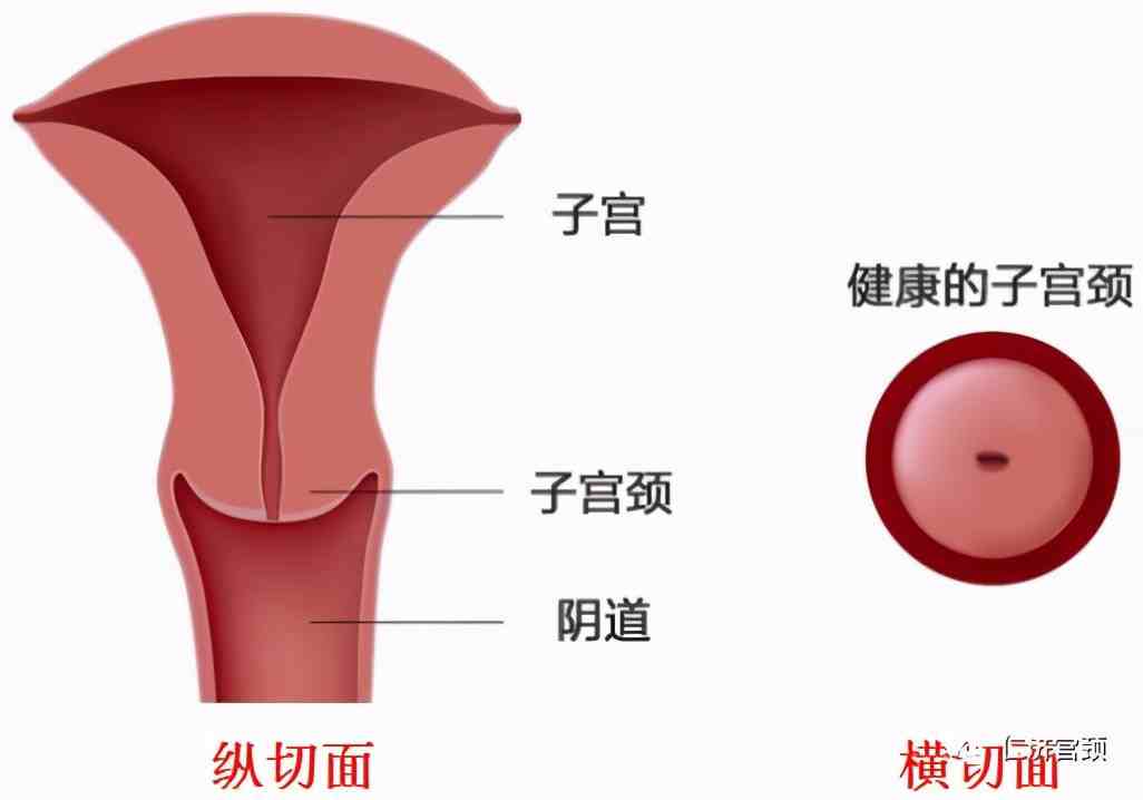 宫颈也即子宫颈,其位于子宫下部,长2
