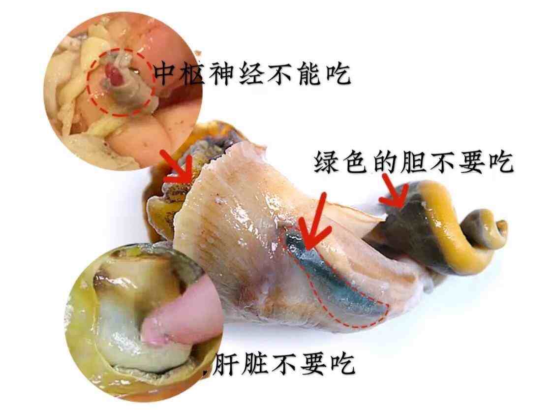 海螺不能吃部位详解图图片