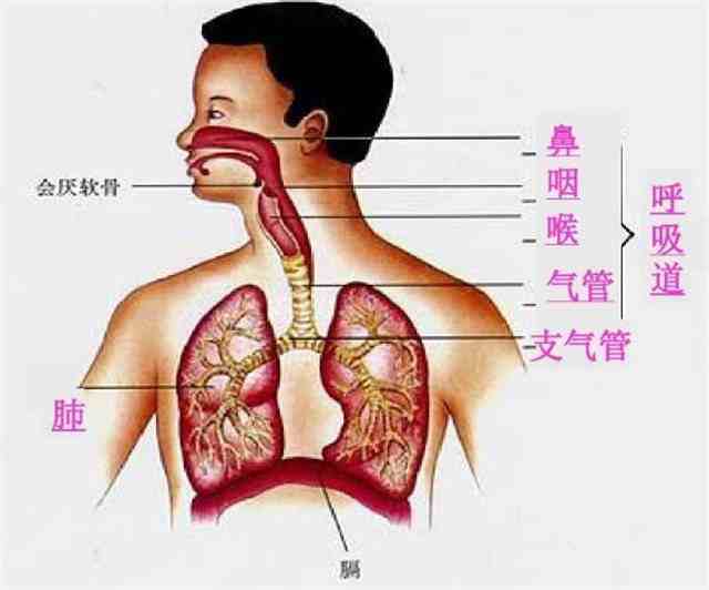 人的内部气管图图片