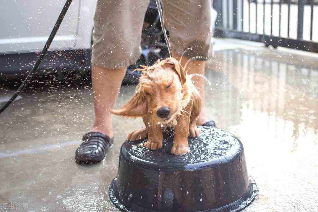 當狗狗被雨水大面積淋溼或者淋透後,狗主人就必須要給狗狗全身洗個澡