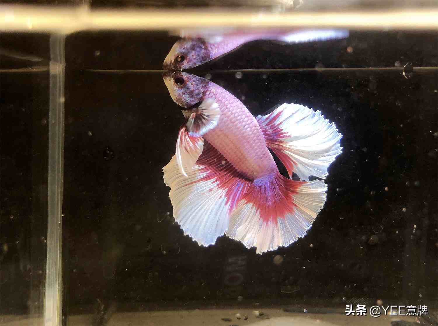 鬥魚會同類相鬥,多數情況下不死不休,但跟其他魚混養時,鬥魚不會那麼