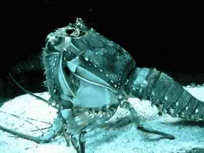 龙虾可以被人工干预长成怪兽吗？不会衰老不断变大，但会自然死亡