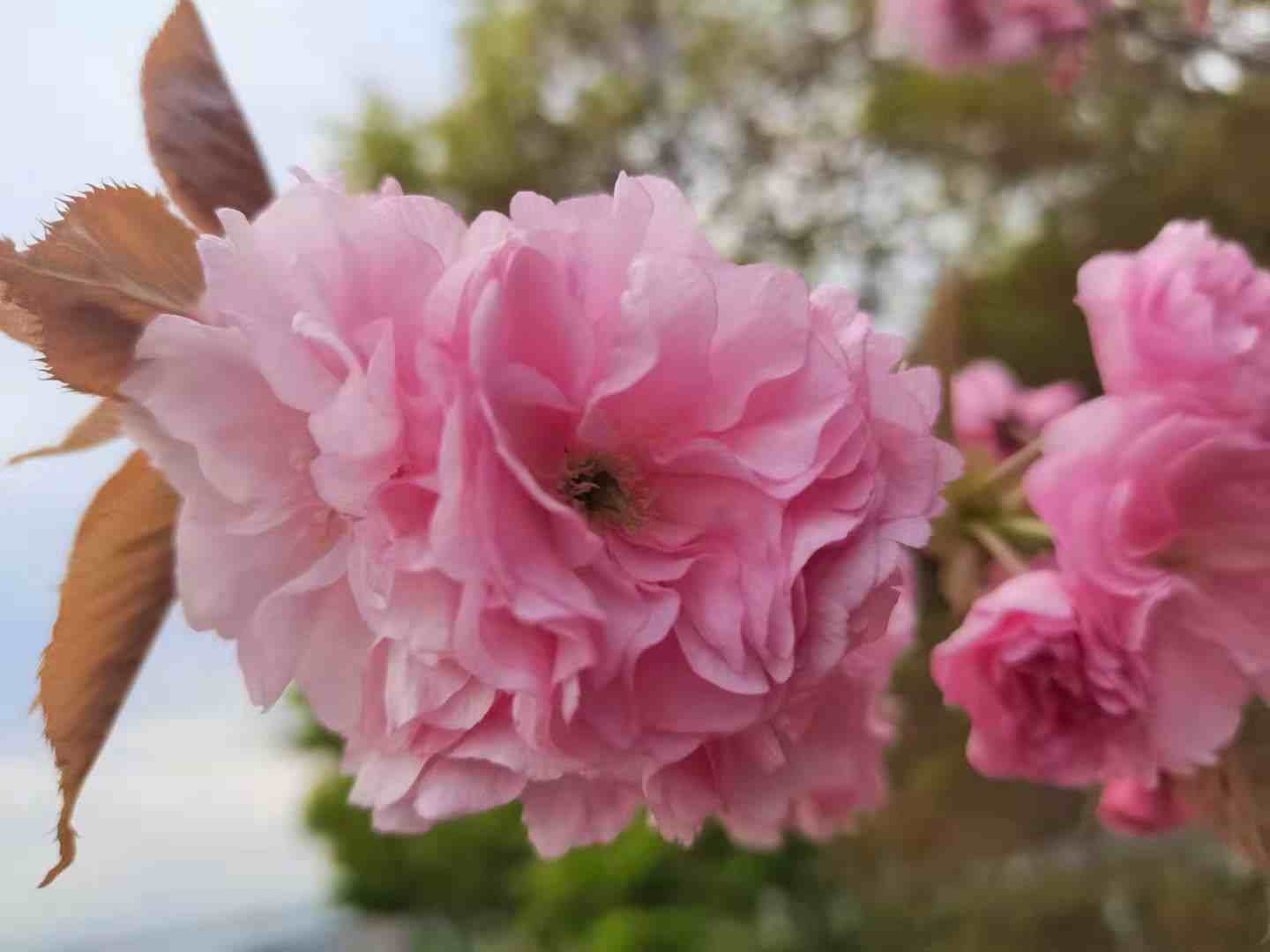 粉色樱花的花语是什么(粉色樱花的花语是什么象征)