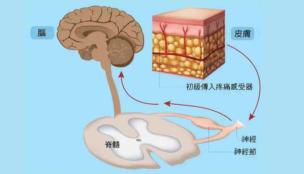 2,帶狀皰疹長在耳朵附近的時候 我們耳朵附近有兩條很重要的中樞神經