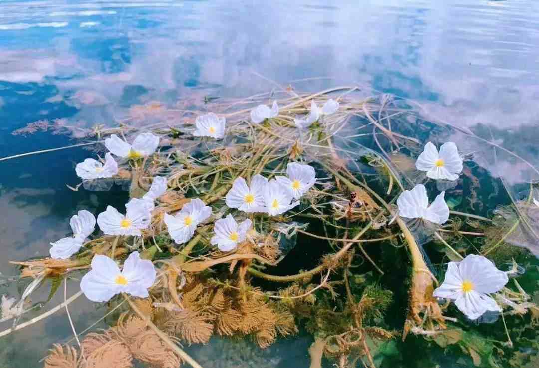 藍天白雲,青山碧水,一朵朵玲瓏剔透的小白花,漂浮在湖面上,美成了莫奈