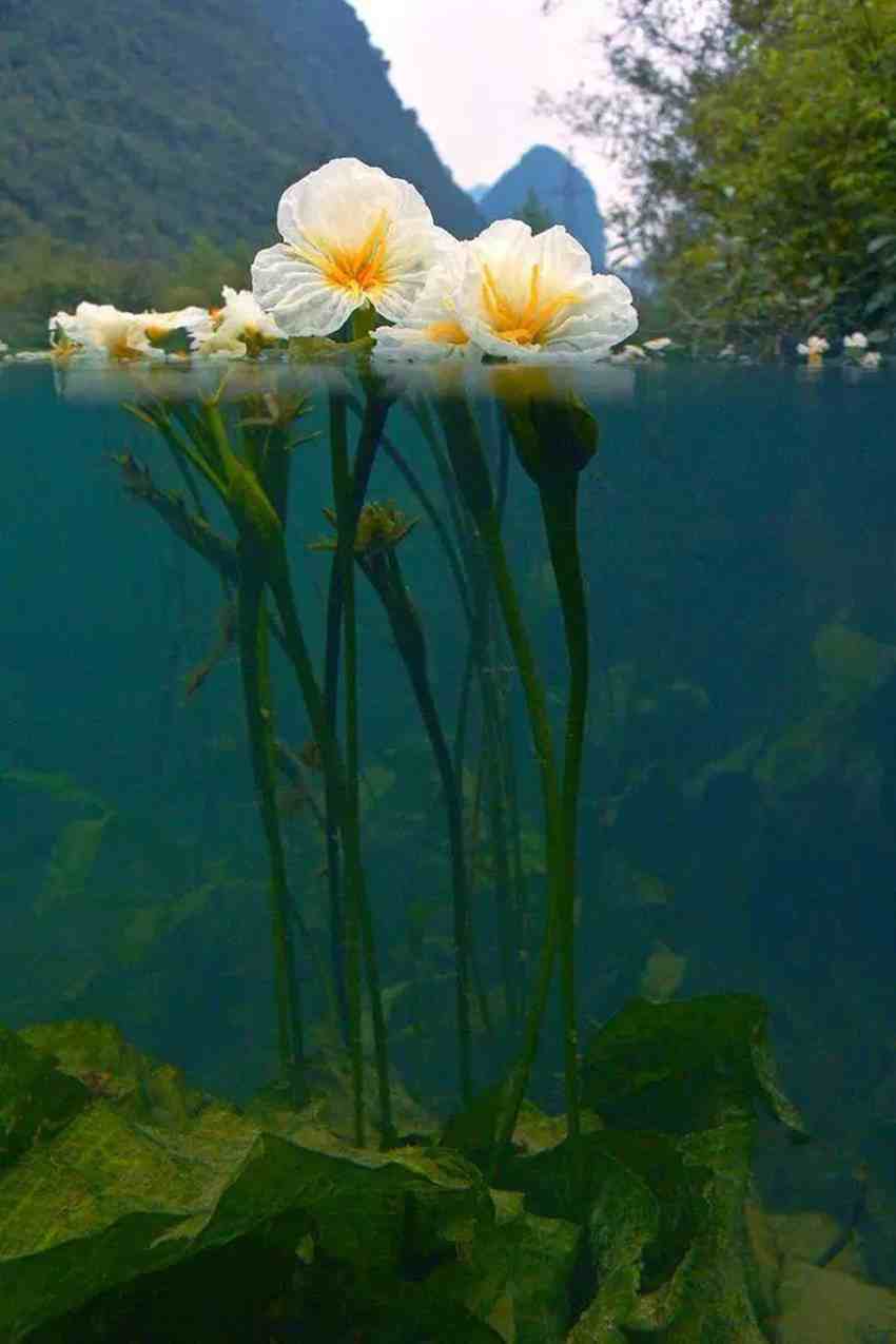 水性楊花是什麼意思水性楊花花名的由來