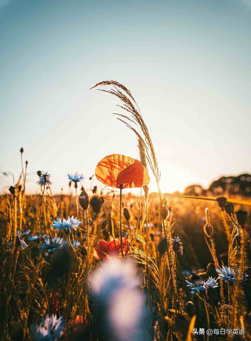 bloom是什麼意思endure是什麼意思