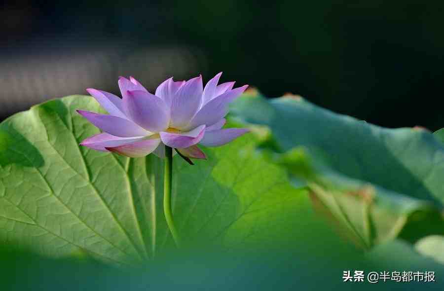 荷蘭的國花是什麼(白俄羅斯的國花是什麼) - 百思特網