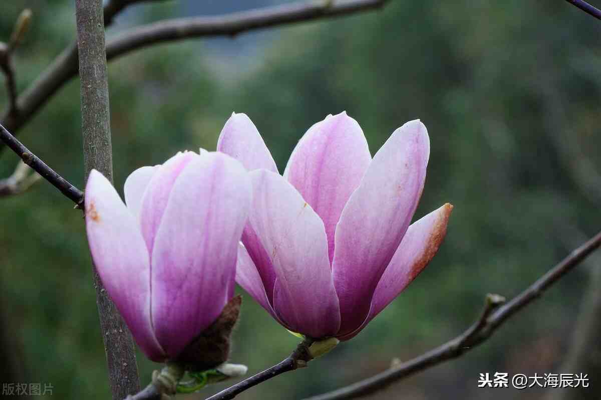 玉蘭花是什麼顏色玉蘭花蕊是什麼顏色