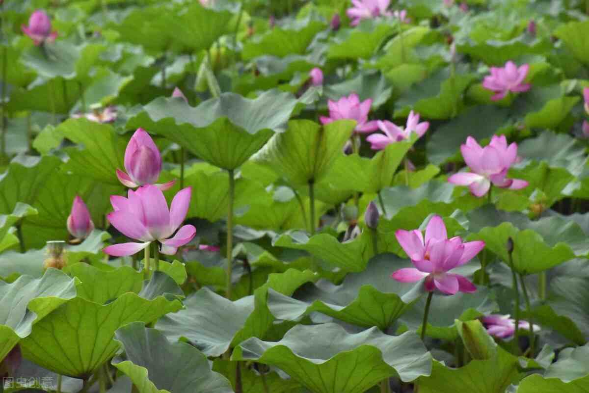 蓮花是什麼荷花的資料簡介