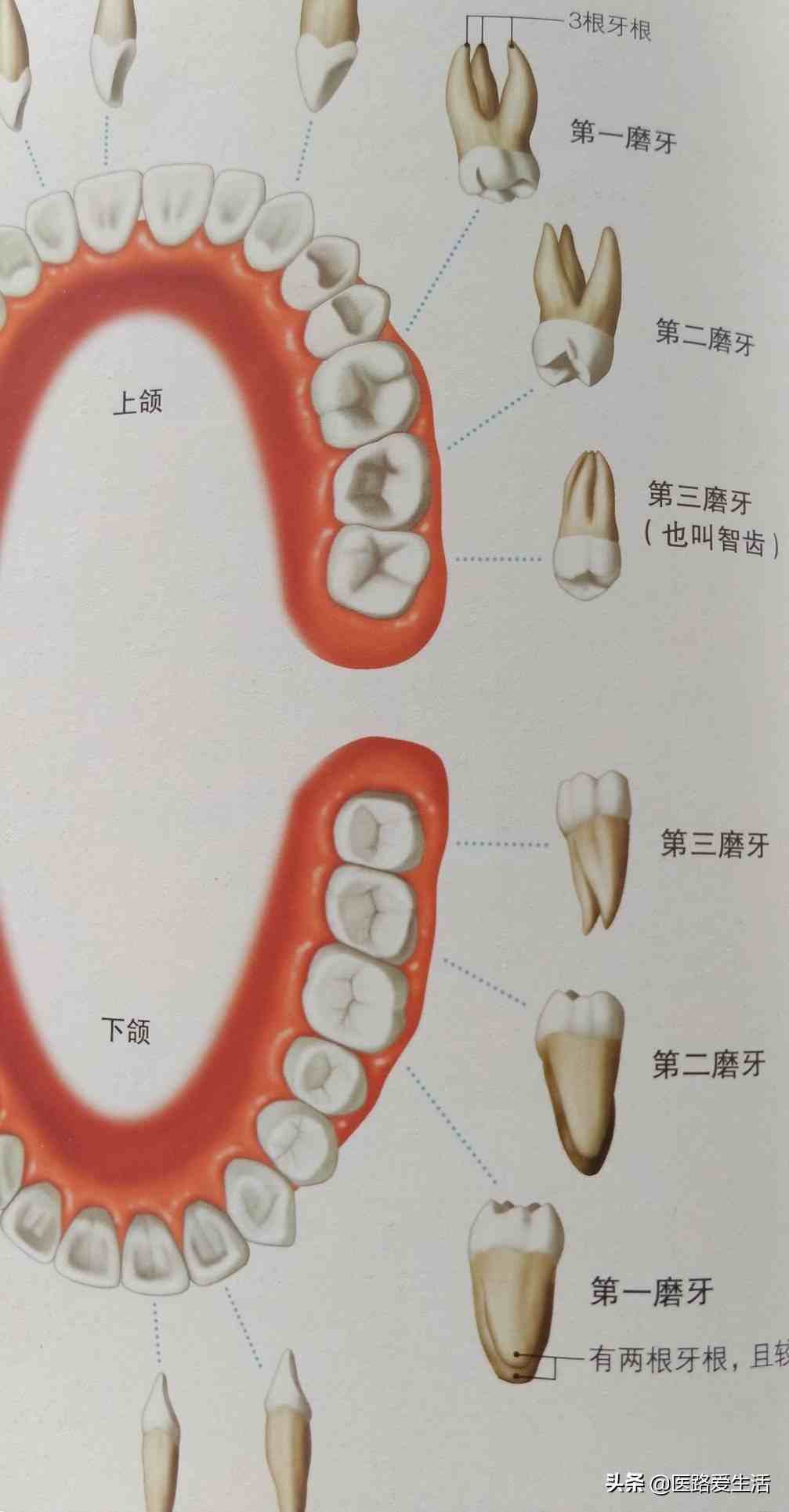 牙是什么意思(牙和齿的区别)