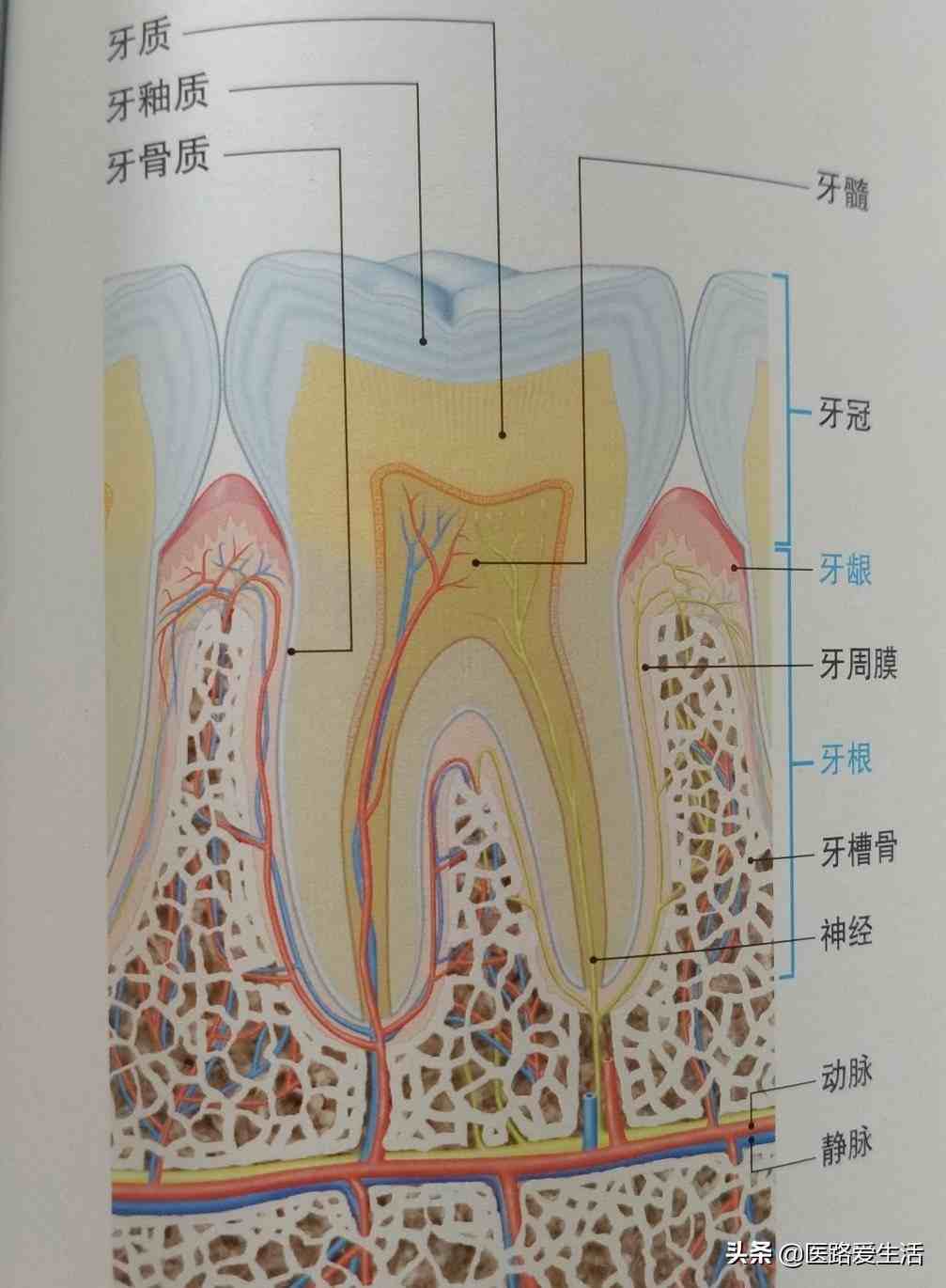 沟牙和管牙的区别图片