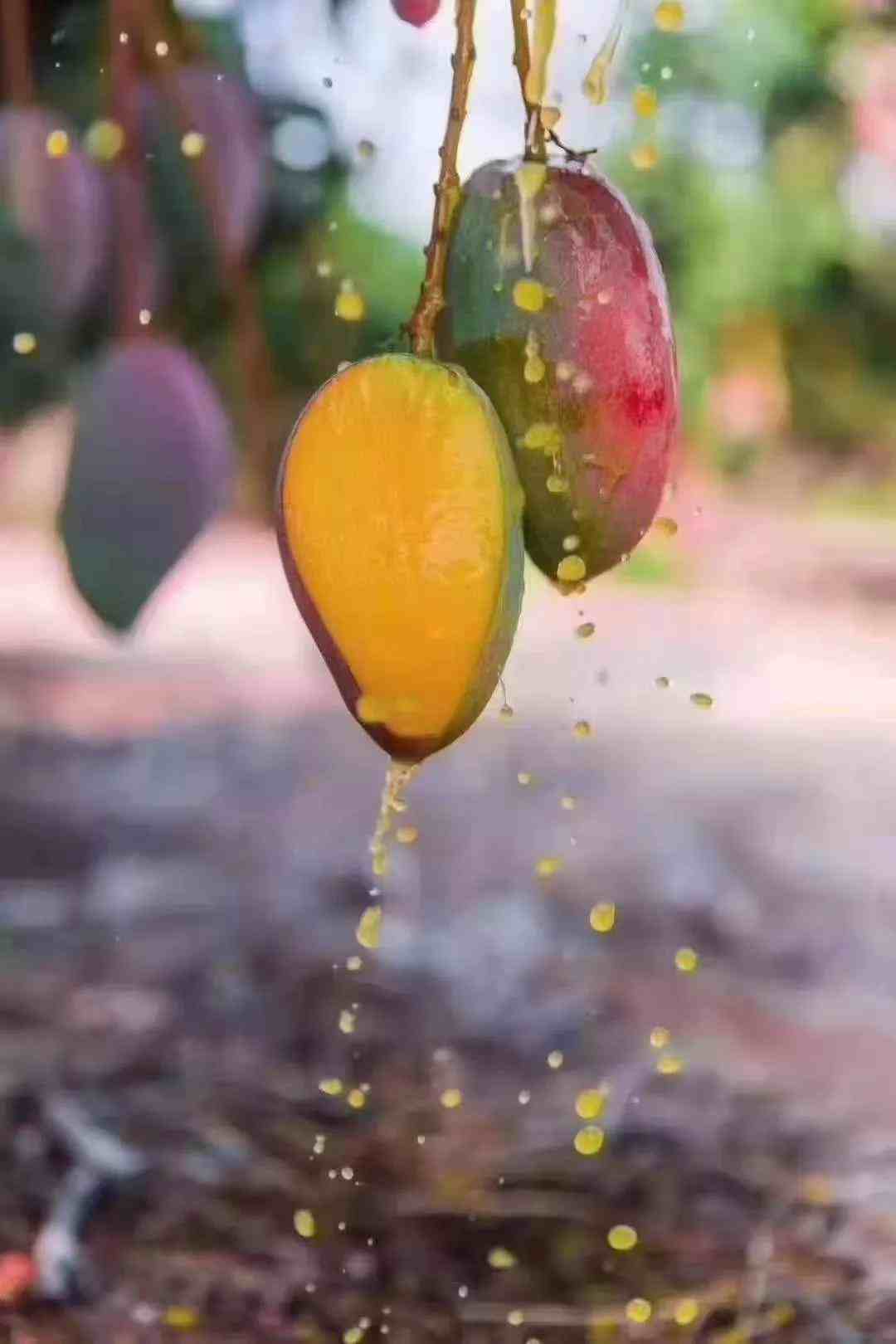 芒果什么品种又甜又多汁，芒乡人来揭秘