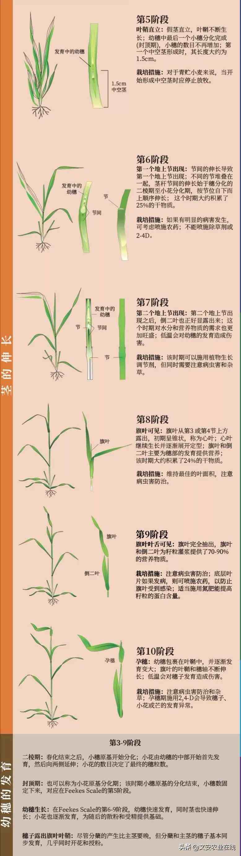 小麦的外形特征图片