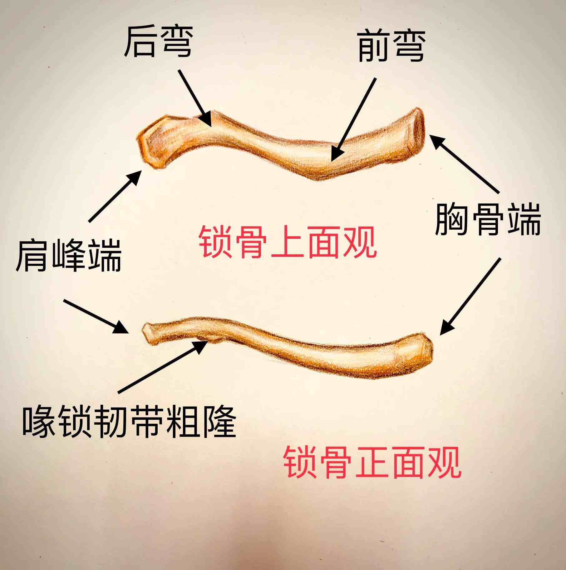 锁骨结构的解剖图图片