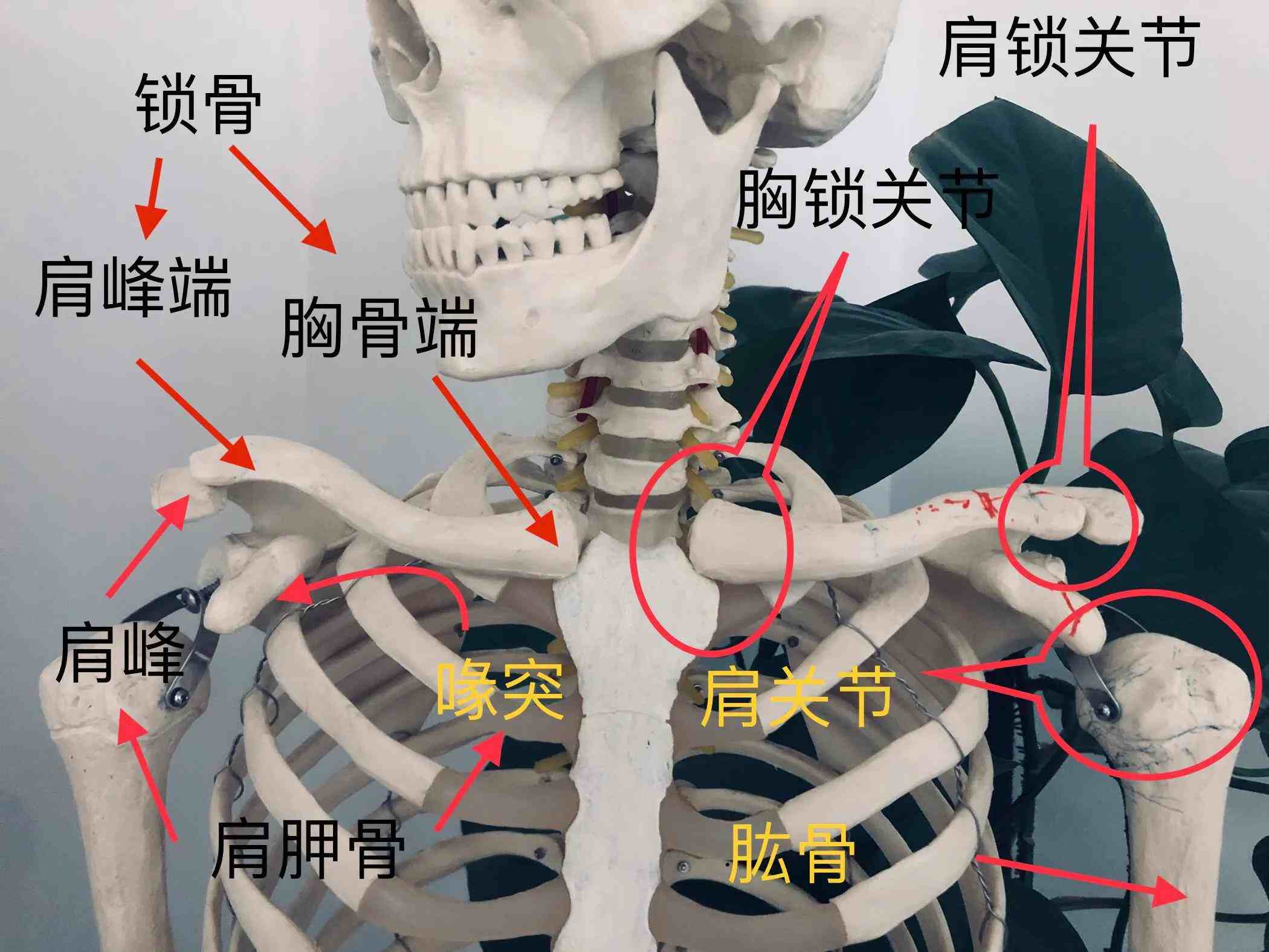 肩胛骨与锁骨的结构图图片