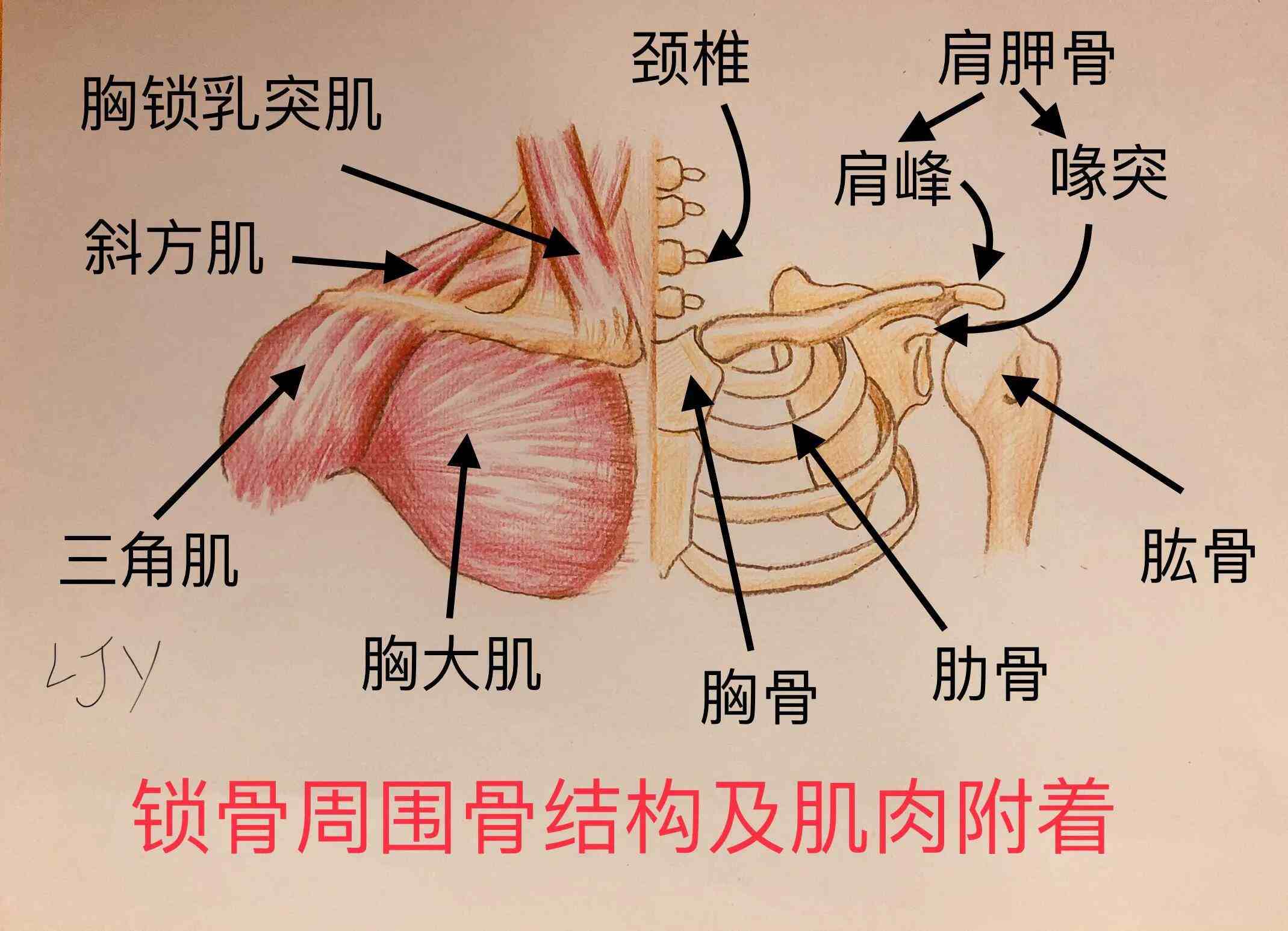 从侧面观察可以发现锁骨外侧即肩峰端的位置高于内侧即胸骨端,其落差