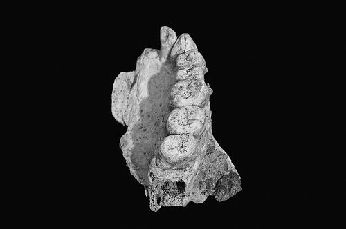 _埃及古猿头骨化石发现时间_人类发现最早的现代人牙齿化石