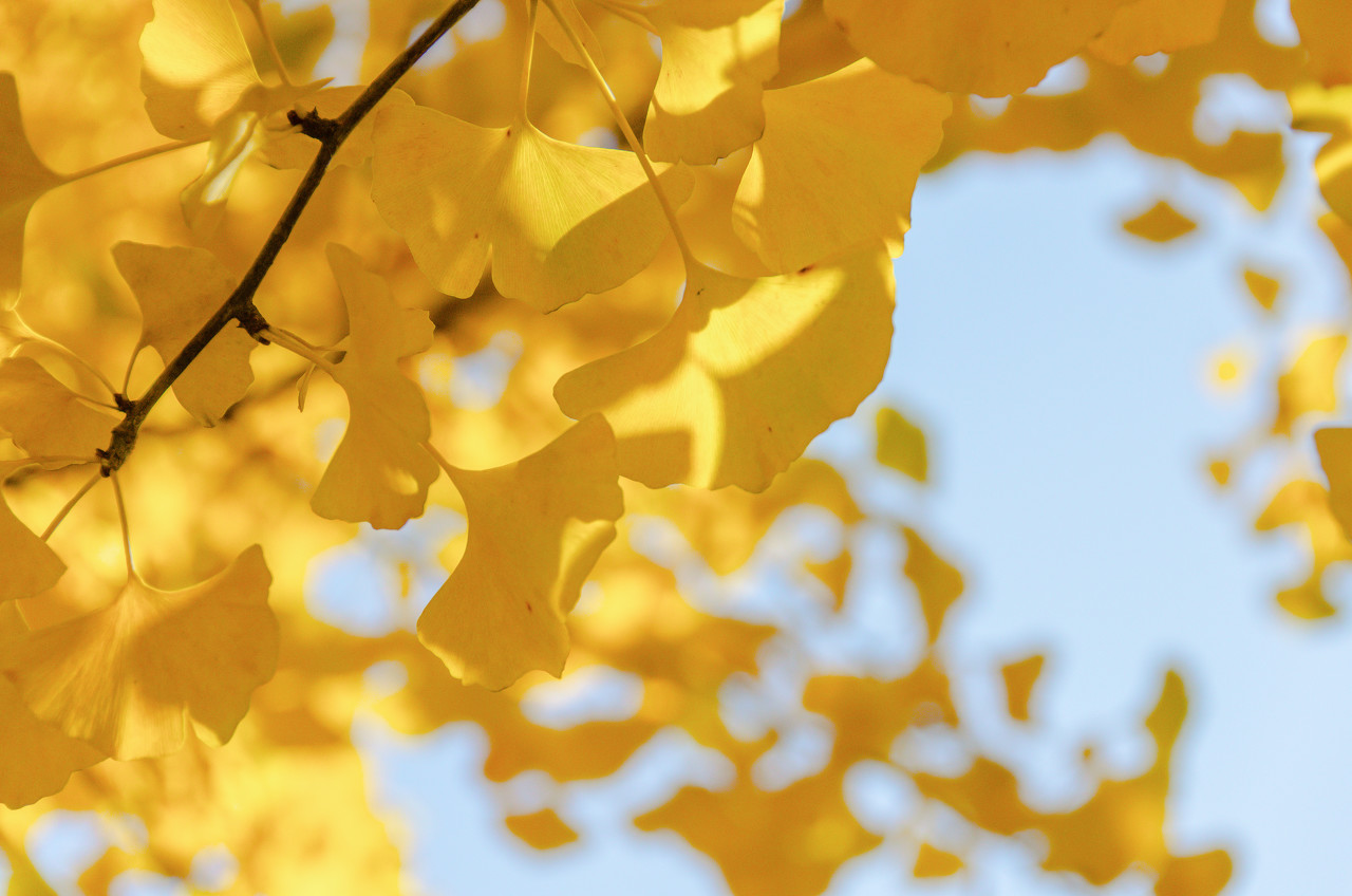 银杏：秋日里的满地黄金甲