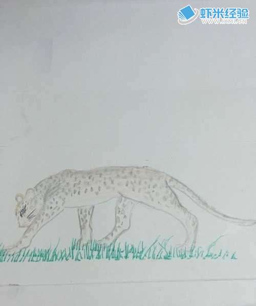 如何画猎豹的彩铅画