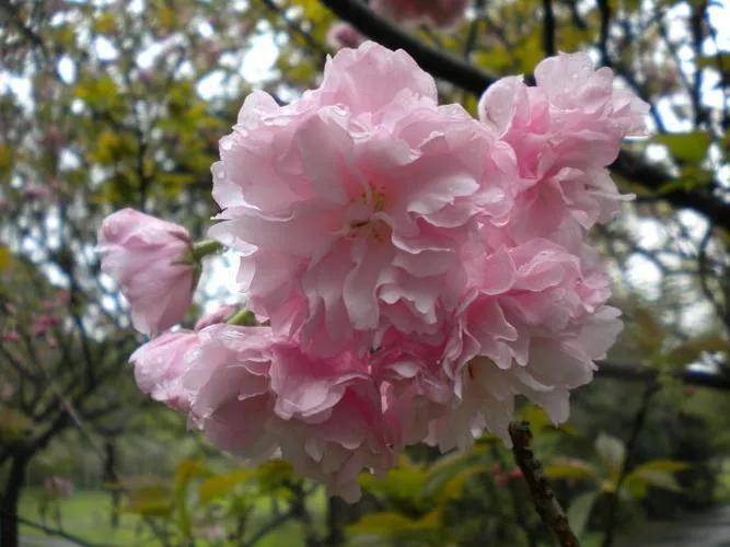 _樱花树种中国可以种吗_樱花可以在中国种吗