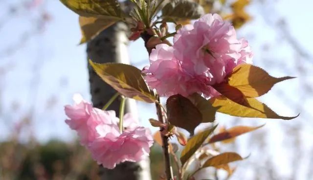 _樱花树种中国可以种吗_樱花可以在中国种吗