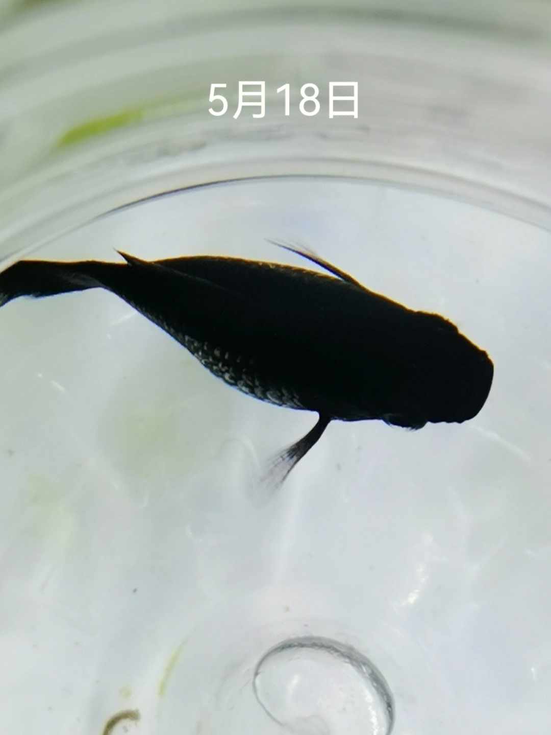 黑玛丽鱼幼鱼