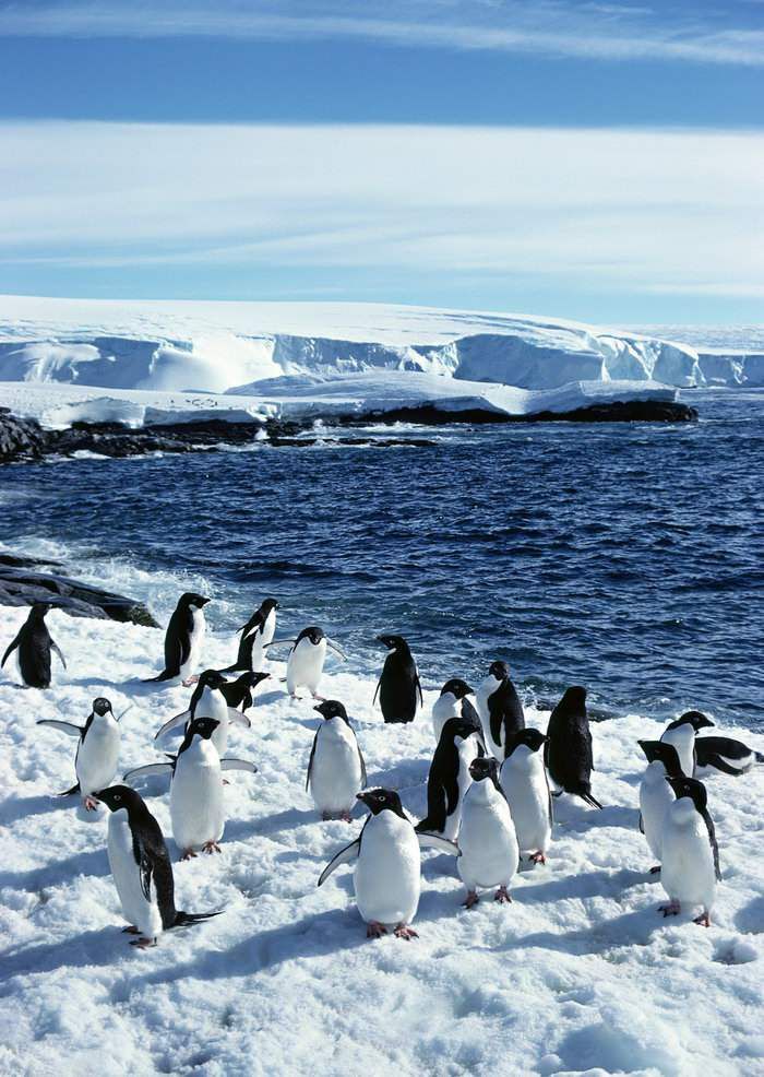 南极冰川消融的原因及危害__南极冰川消融