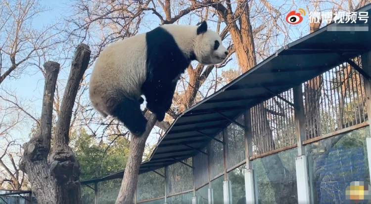 微博熊猫守护者怎么获得证书_微博的熊猫守护者_