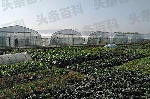_上海蔬菜批发主要供应产地_上海蔬菜批发农贸市场