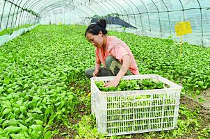 上海蔬菜批发农贸市场__上海蔬菜批发主要供应产地