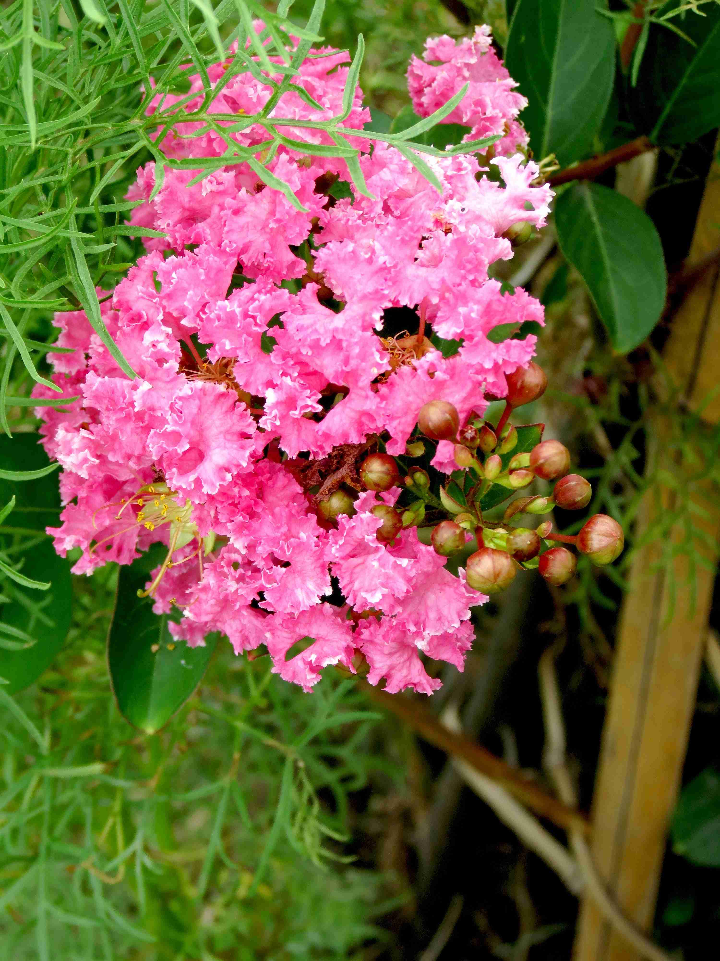 鲜花美容植物美丽使用方法__鲜花可以用美丽形容吗