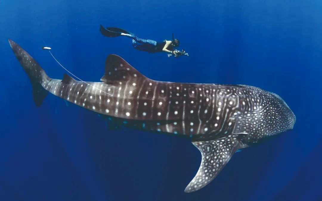 鲸鲨的生殖方式_鲸鲨雌雄分辨_