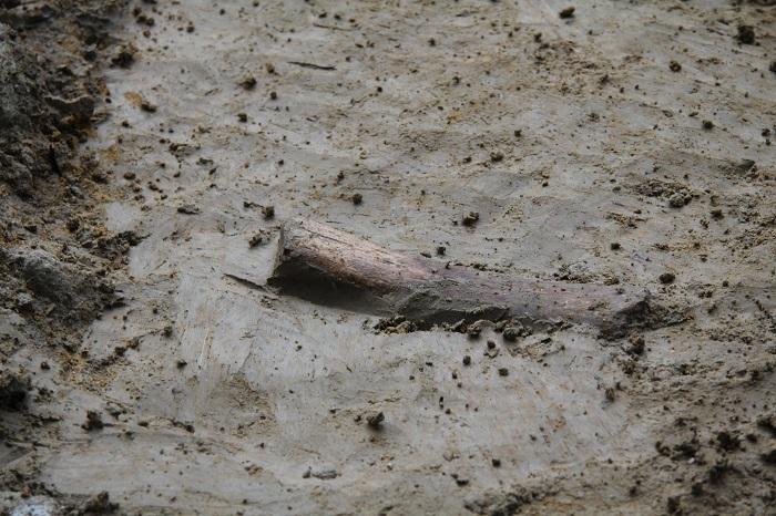 用石器剖解犀牛？菲律宾出现古人类时间提前64万年