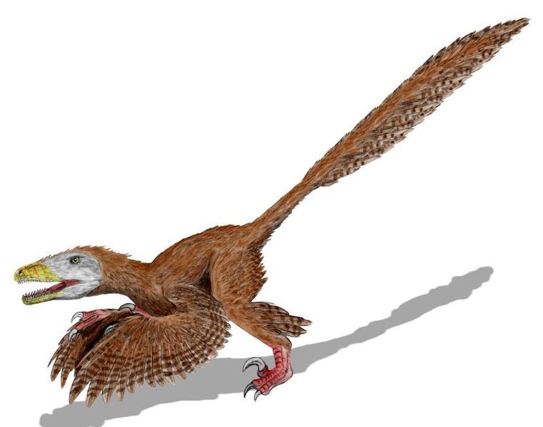 _始祖鸟的祖先是爬行动物_鸟类的祖先是始祖鸟