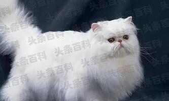 贵品种漂亮猫猫猫图片大全_又贵又好看的猫_